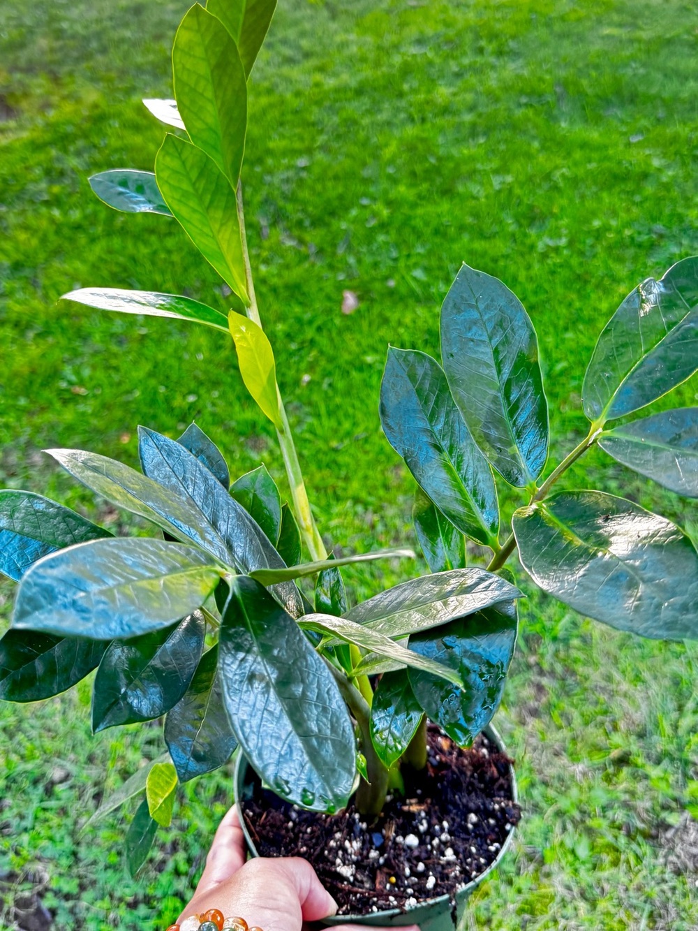 ZZ Plant (Zamioculcas zamiifolia) Potted Houseplant - Green